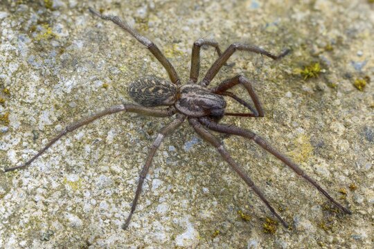 Dustbunny spider, eratigena atrica, eratigena atrica cf., large house angle spider, house spider, house funnel spider, cellar spider, tegenaria atrica, angle spider, spider, spiders