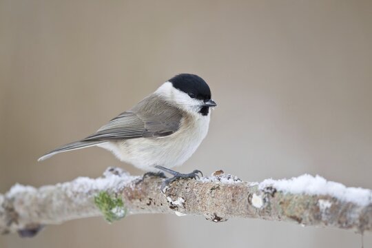 Willow tit (Parus montanus) on branch with snow, Hesse, Germany