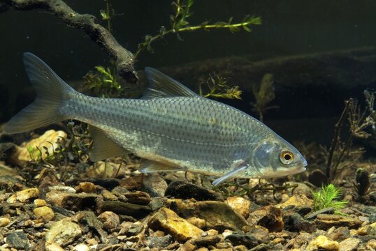 Roach, rutilus rutilus, swan, feather, fish, fishes, pisces