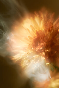 Smoke a selection of soft-focus autumnal beige, orange, and chrysanthemum aster flowers through translucent frosted glass. The result is an abstract, natural, blurred texture with a light, misty backg