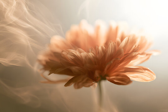 Smoke a selection of soft-focus autumnal beige, orange, and chrysanthemum aster flowers through translucent frosted glass. The result is an abstract, natural, blurred texture with a light, misty backg