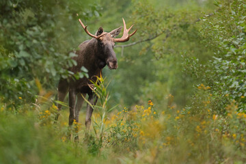 Łoś (Alces alces) moose © Bartosz Rakoczy
