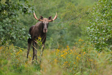 Łoś (Alces alces) moose © Bartosz Rakoczy