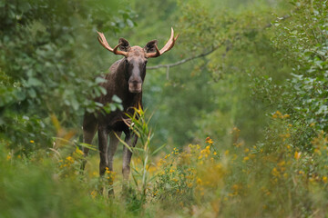 Łoś (Alces alces) moose © Bartosz Rakoczy