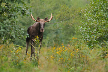 Łoś (Alces alces) moose © Bartosz Rakoczy