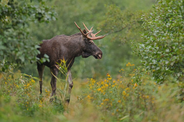 Łoś (Alces alces) moose © Bartosz Rakoczy