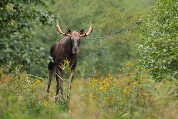 Łoś (Alces alces) moose © Bartosz Rakoczy