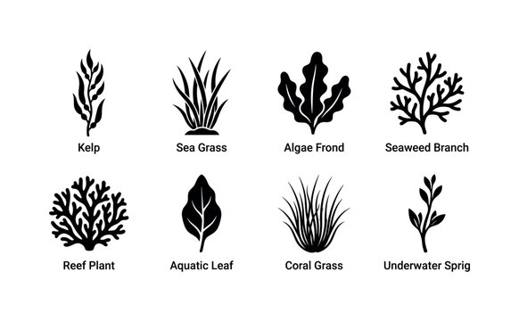 Seaweed Algae Collection, solid glyph icon set featuring kelp, sea grass, algae frond, seaweed branch, reef plant, aquatic leaf, coral grass, underwater sprig, covering marine flora, sea algae, coral