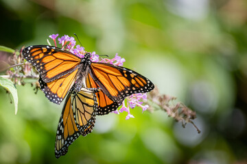 A pair of Monarch butterflies mating on purple butterfly bush flowers at Urquhart Butterfly Garden, Dundas, Ontario, Canada © Teresa