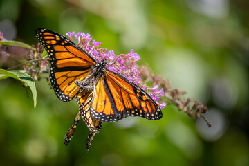 A pair of Monarch butterflies mating on purple butterfly bush flowers at Urquhart Butterfly Garden, Dundas, Ontario, Canada © Teresa