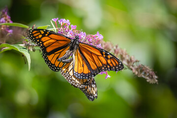 A pair of Monarch butterflies mating on purple butterfly bush flowers at Urquhart Butterfly Garden, Dundas, Ontario, Canada © Teresa