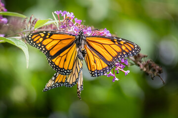 A pair of Monarch butterflies mating on purple butterfly bush flowers at Urquhart Butterfly Garden, Dundas, Ontario, Canada © Teresa