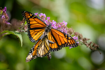 A pair of Monarch butterflies mating on purple butterfly bush flowers at Urquhart Butterfly Garden, Dundas, Ontario, Canada © Teresa