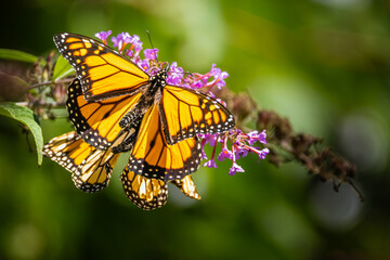 A pair of Monarch butterflies mating on purple butterfly bush flowers at Urquhart Butterfly Garden, Dundas, Ontario, Canada © Teresa
