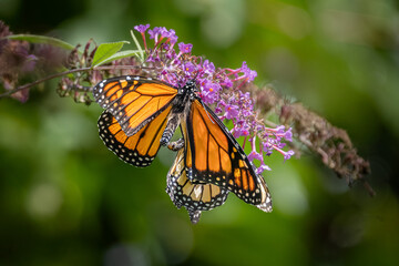 A pair of Monarch butterflies mating on purple butterfly bush flowers at Urquhart Butterfly Garden, Dundas, Ontario, Canada © Teresa