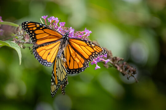 A pair of Monarch butterflies mating on purple butterfly bush flowers at Urquhart Butterfly Garden, Dundas, Ontario, Canada