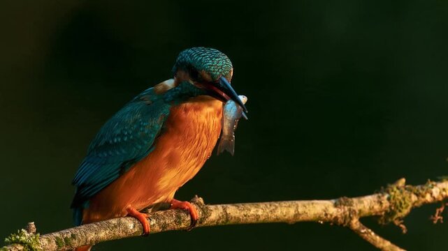 Common kingfisher perched on a mossy branch holding a small fish in its beak, vivid blue and orange plumage against a dark green background, wild nature scene