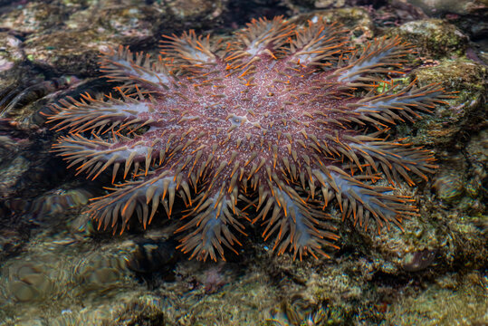 Crown-of-thorns starfish. Acanthaster planci