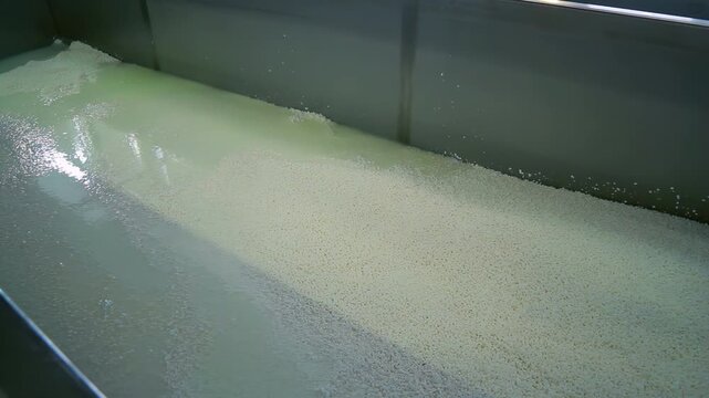Cheese curd grains whey stainless steel vat. Cheesemaking process dairy plant.