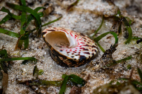 Lola snail shell (Tectus niloticus) among coral reefs