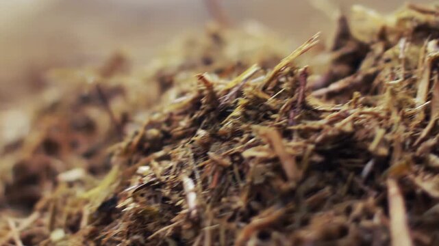 Chopped silage pile closeup. Dried hay straw macro, cattle feed farm texture.
