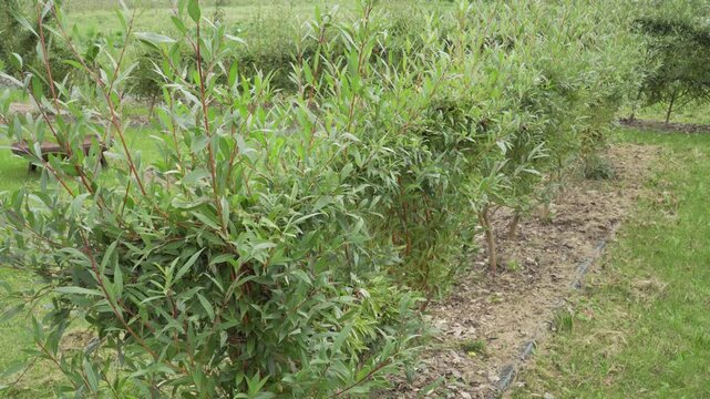 A row of Caspian willow bushes forms a dense living hedge along a mulched garden strip. Diffused daylight highlights slender reddish stems and narrow foliage.