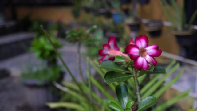 Beautiful pink adenium flower blooming in the garden closeup video footage