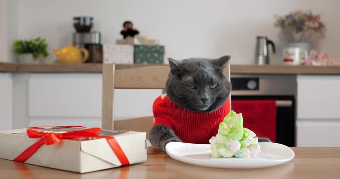 Gray cat wearing red knitted sweater sits patiently at kitchen table beside holiday dessert and gift box while looking forward with calm expression. sheremetyevo international airport