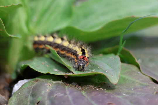 Chenille de la Noctuelle de l&rsquo;Euphorbe sur une feuille verte