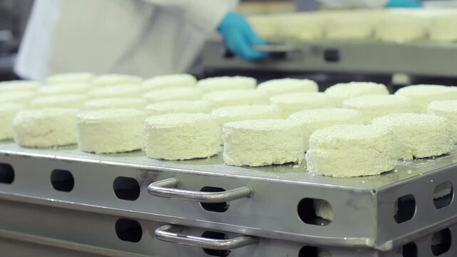 Cottage cheese rounds steel trays dairy factory. Closeup curd production line.