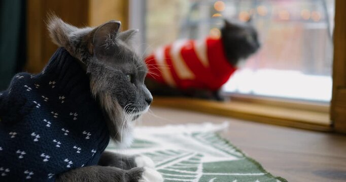 Fluffy cat in dark patterned sweater sits calmly on green mat inside warm house. Another companion animal watches window outside during cozy winter holiday morning with peaceful atmosphere.