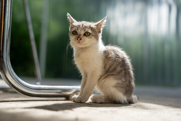 A gray-and-white tabby kitten is sitting. © Daniel