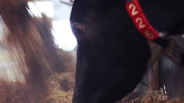 Black cow eating fodder barn trough. Feed falling closeup handheld low angle.
