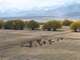 Fototapeta premium livestock grazing on grassland with snow mountains in xinjiang