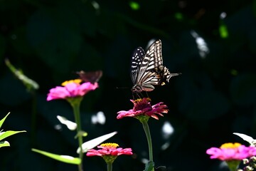 An Asian swallowtail butterfly sipping nectar from a zinnia flower. *Papilio xuthus* (Lepidoptera: Papilionidae). It is a butterfly native to Asia. © tamu