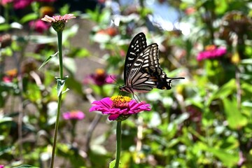 An Asian swallowtail butterfly sipping nectar from a zinnia flower. *Papilio xuthus* (Lepidoptera: Papilionidae). It is a butterfly native to Asia. © tamu