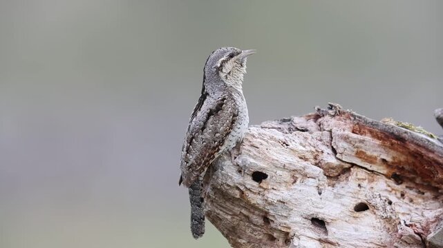 Wryneck (Jynx torquilla) Courtship Germany