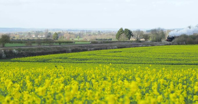 Steam Railway, Gloucestershire Warwickshire Steam Railway, GWSR, Rapeseed Field, Broadway, The Cotswolds, England, Great Britain