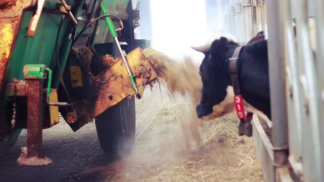 Feed mixer wagon unloading hay cattle barn. Holstein cow eating fodder closeup.