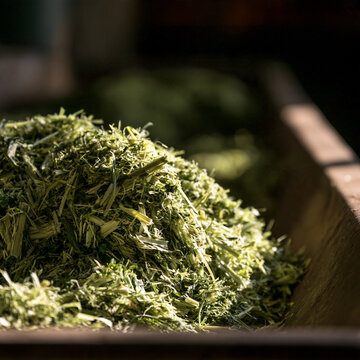 Chopped Silage Fibres In A Trough