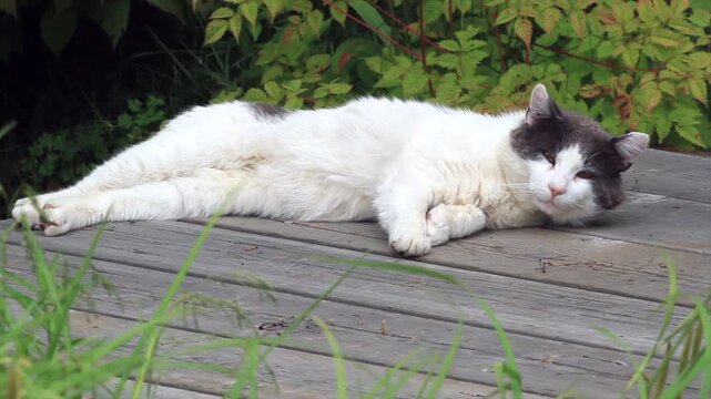 Cat, (Felis catus), Old cat resting on a bridge, Region of La Mauricie, Province of Quebec, Canada, North America