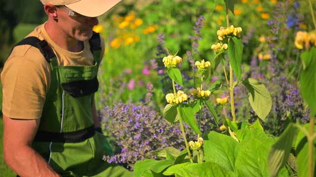 Gardener cutting back flower stems with hand pruners