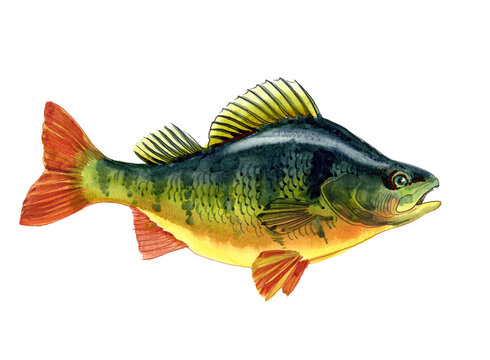 watercolor perch, hand drawn fish, original watercolor, traditional art, fish illustration, european perch, perch profile, wildlife art, aquatic animal, fish on white background, isolated fish, hand p