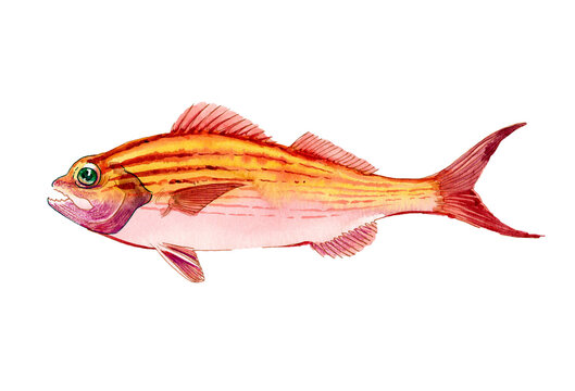 Hand-Drawn Watercolor Striped Grunt / Snapper Illustration on White Background