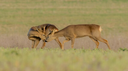 Roe deer on the Marlborough Downs at Avebury in Wiltshire. Great condition on these resilient animals. Nature in conservation. © Robert Parker