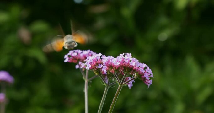 Butterfly, moth, hawk moth (Sphingidae), Pigeon Tail (Macroglossum stellatarum), also called Hummingbird Hawk moth, flowers, Purpletop vervain (Verbena bonariensis), Burgstemmen, Nordstemmen, Lower S