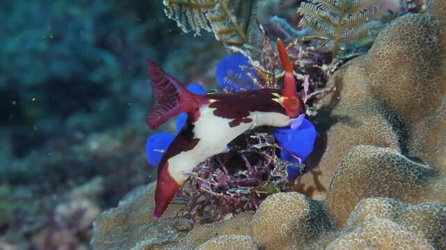Chamberlain's nembrotha (Nembrotha chamberlaini) feeding on Blue Sea Squirt (Clavelina coerulea), Bohol, Philippines