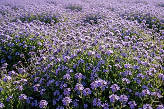Close up view of purple Omphalodes cappadocica Cherry Ingram flowers in garden. Small lilac navelwort blooms grow in dense clump on green grass. Spring perennial plants create natural floral carpet