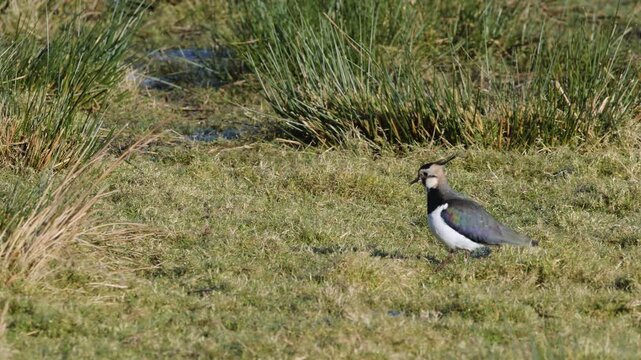 Northern Lapwing, Vanellus vanellus, birds on marshes at winter