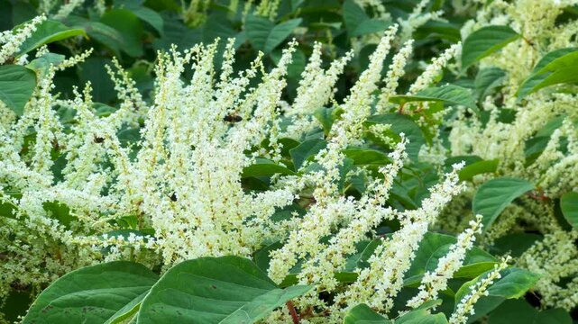 Flowering Japanese Knotweed (Fallopia Japonica), an invasive piece in a forest clearing in Ystad, Scania, Sweden, Scandinavia